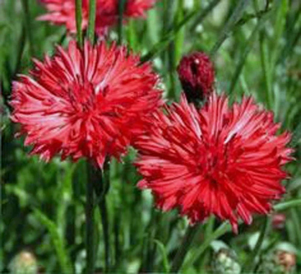 Red Bachelor's Buttons Seeds - Centaurea cyanus - Bushy Flower Seeds for Garden, Borders & Containers