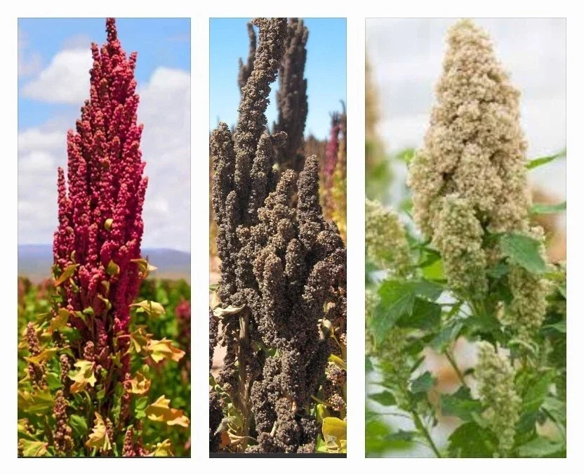Organic Rainbow Quinoa Seeds - Non-GMO, White, Red & Black Chenopodium quinoa for Home Gardening & Nutrition