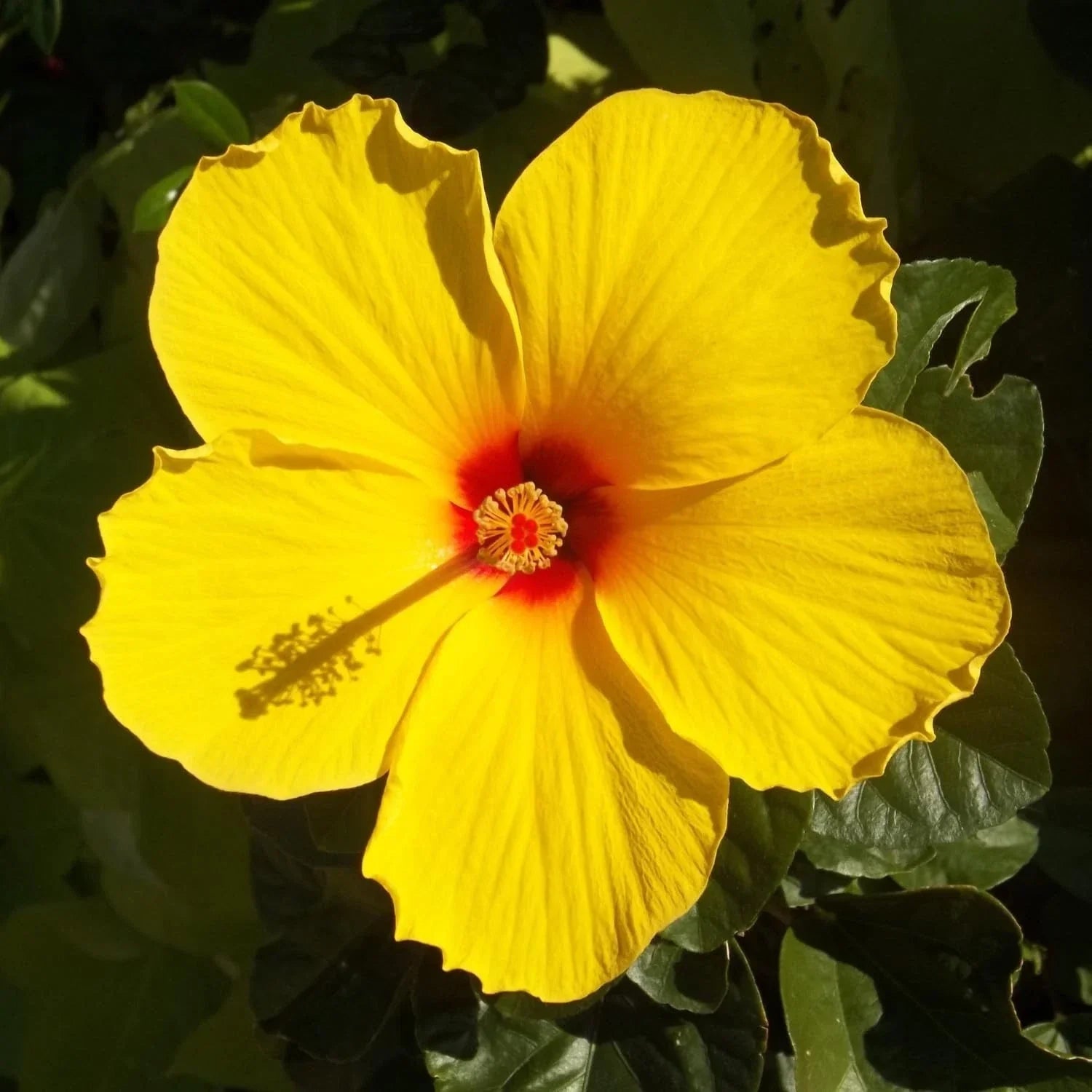 Tequila Hardy Hibiscus Plant - Yellow Flowers - 8-12 Inch Tall - Hibiscus moscheutos Live Plant for Garden & Container