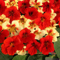 Strawberry Cream Nasturtium Seeds - 50+ Pack, Edible Flowers, Tropaeolum majus, Annual Garden Planting, Fast Shipping USA