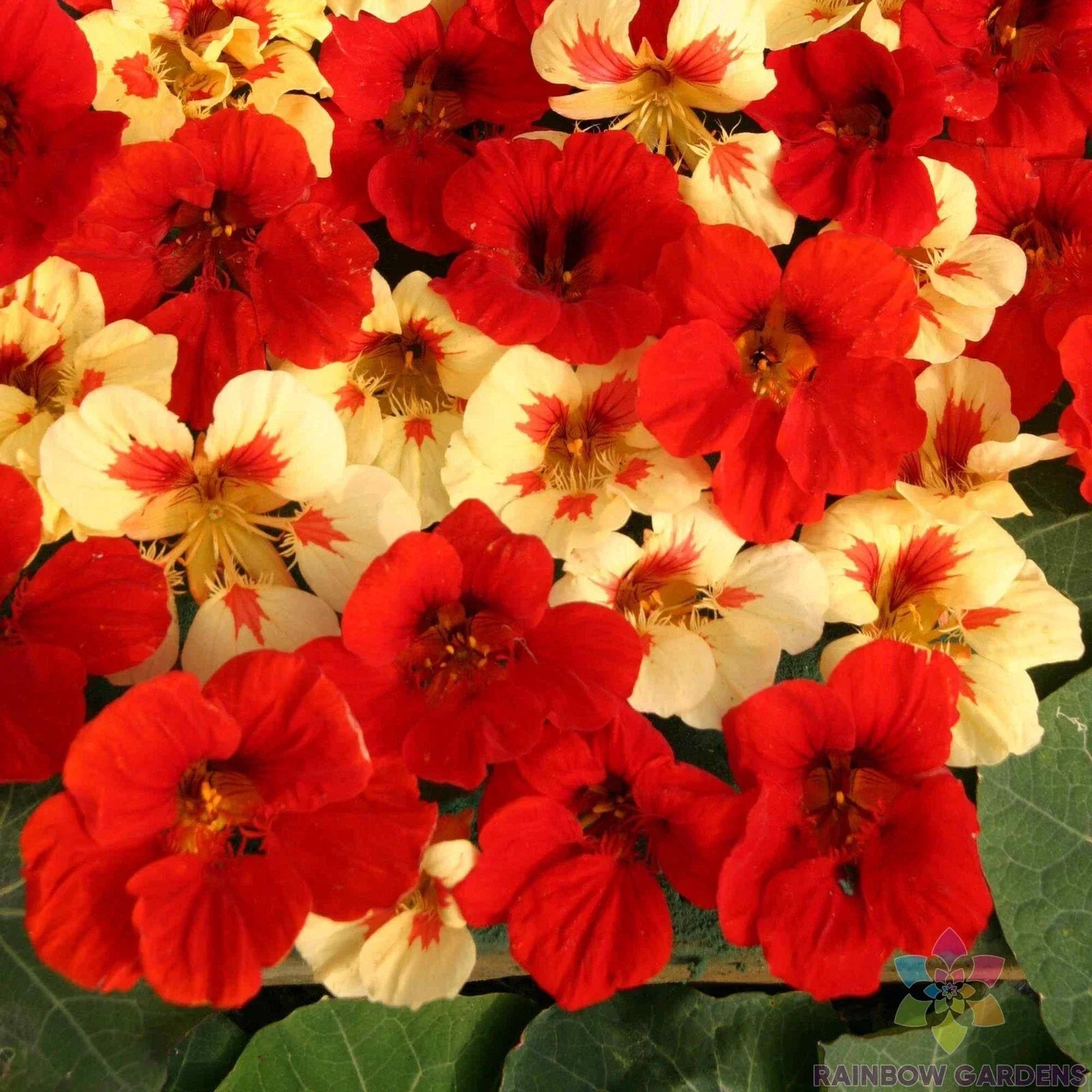 Strawberry Cream Nasturtium Seeds - 50+ Pack, Edible Flowers, Tropaeolum majus, Annual Garden Planting, Fast Shipping USA