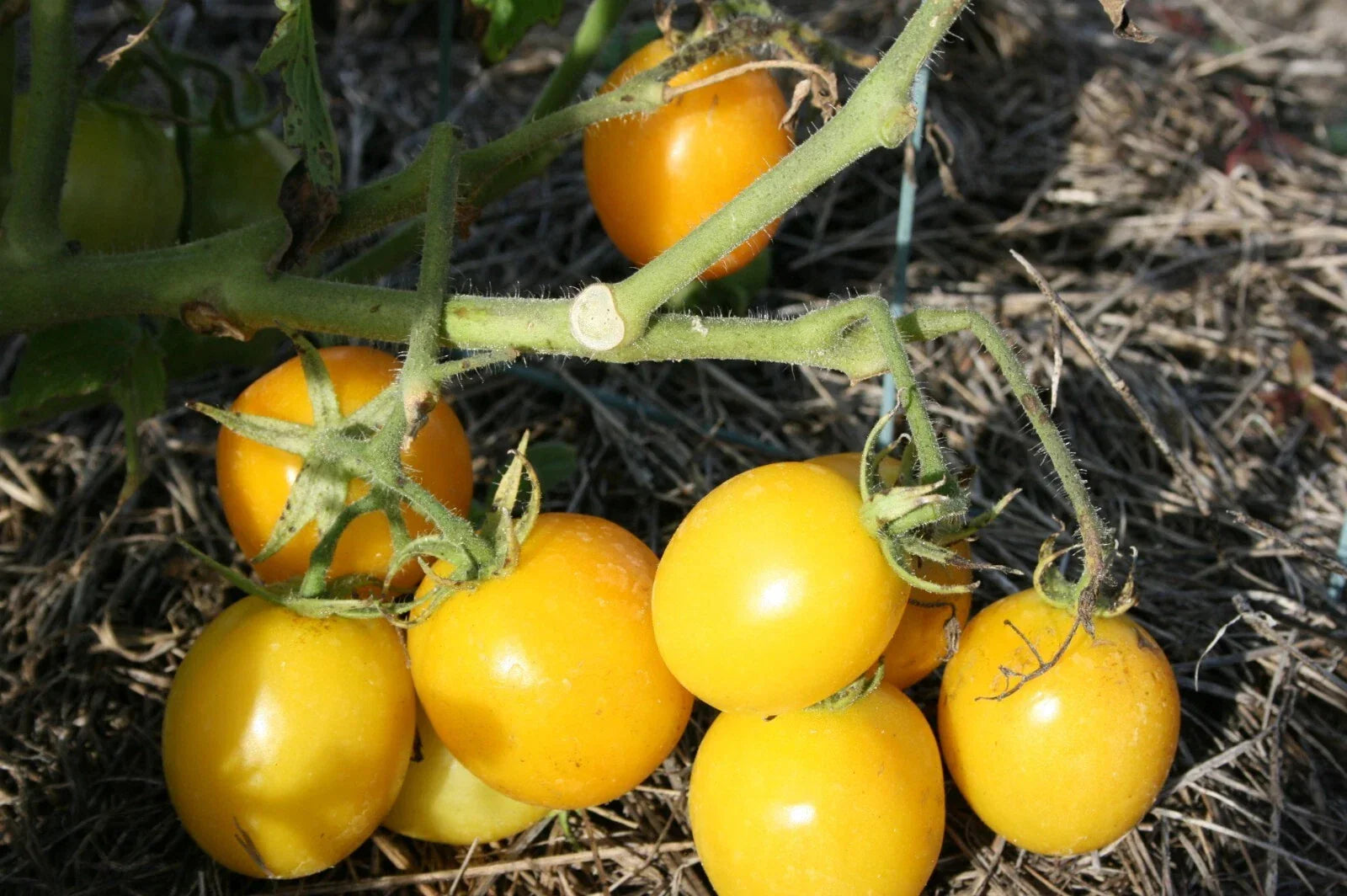 Sweet Lemon Tomato Seeds - Organic Heirloom Solanum lycopersicum, 100 Seeds for Home Garden, Non-GMO, Full Sun, Indeterminate
