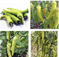 Sweet Banana Pepper Seeds - Non-GMO Capsicum annuum for Gardening, 30+ Seeds, Full Sun, Easy to Grow