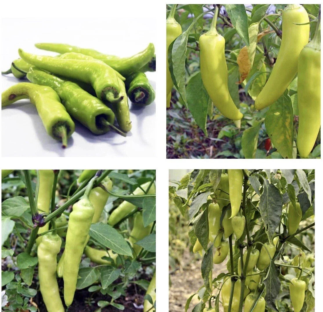 Sweet Banana Pepper Seeds - Non-GMO Capsicum annuum for Gardening, 30+ Seeds, Full Sun, Easy to Grow
