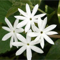 Downy Jasmine Live Plant – 4-Inch White Flowering Shrub – Jasminum multiflorum – Ships Bare Root for Garden & Container