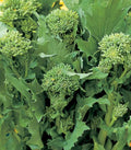 Broccoli Raab Seeds | Heirloom Non-GMO Rapini Vegetable Seeds | Brassica rapa var. ruvo | 100-5000 Seeds