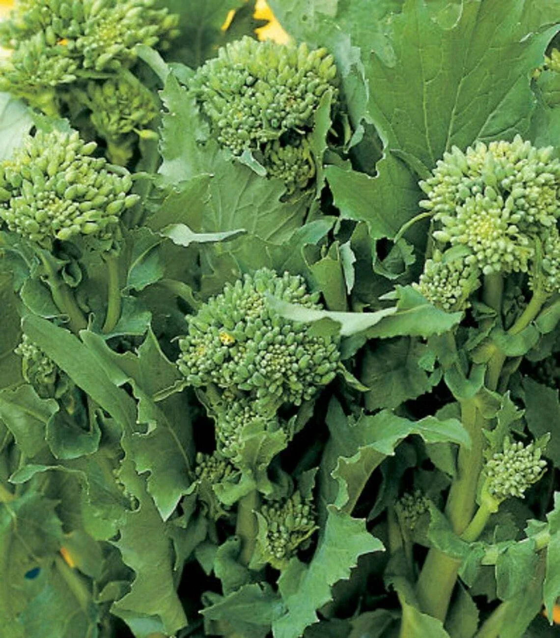 Broccoli Raab Seeds | Heirloom Non-GMO Rapini Vegetable Seeds | Brassica rapa var. ruvo | 100-5000 Seeds
