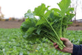 Broccoli Raab Seeds 1000 Count Spring Rapini Brassica rapa var. ruvo Non-GMO Vegetable Garden Planting Seeds