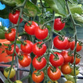 Supersweet 100 Tomato Seeds, Non-GMO F1 Hybrid, Heirloom Variety, Small Bite-Sized Tomatoes for Home Gardening and Organic Cultivation