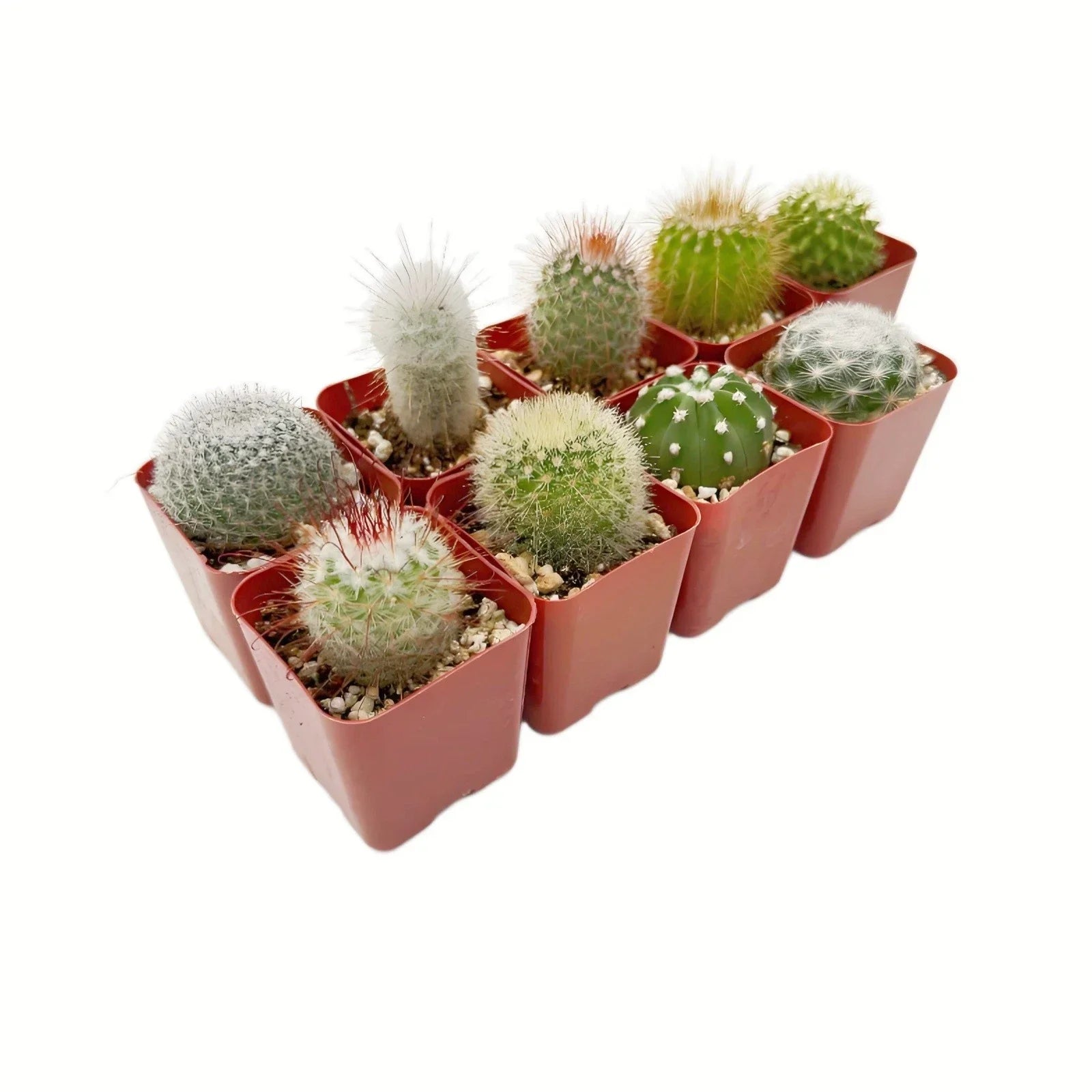 Live Cactus Collection of 9 Succulents Indoor Outdoor Plants in Decorative Pots – Echinocactus, Mammillaria & Opuntia