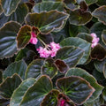 Begonia Starter Plant - Double Lady Francis Pink - Rooted Houseplant in 4-Inch Pot - Begonia x tuberhybrida