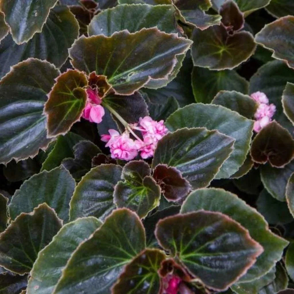 Begonia Starter Plant - Double Lady Francis Pink - Rooted Houseplant in 4-Inch Pot - Begonia x tuberhybrida