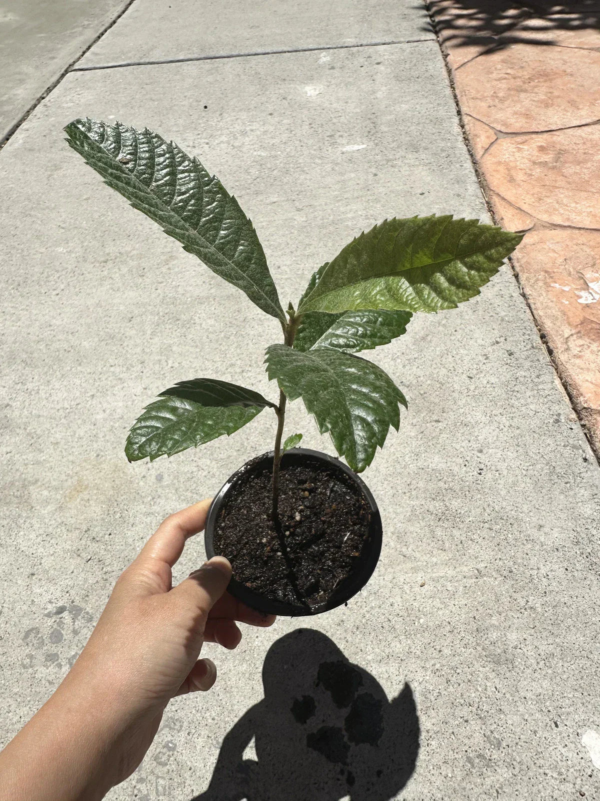 Loquat Tree Live Plant in 4” Pot, Eriobotrya japonica, Evergreen Fruit Tree, Fast Shipping