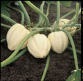 Winter Squash Seeds - Cream of the Crop Variety - Organic Cucurbita maxima for Gardening & Harvesting