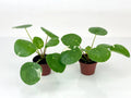 Variegated Pilea Peperomioides 'White Splash' Starter Plants - 2" Pots