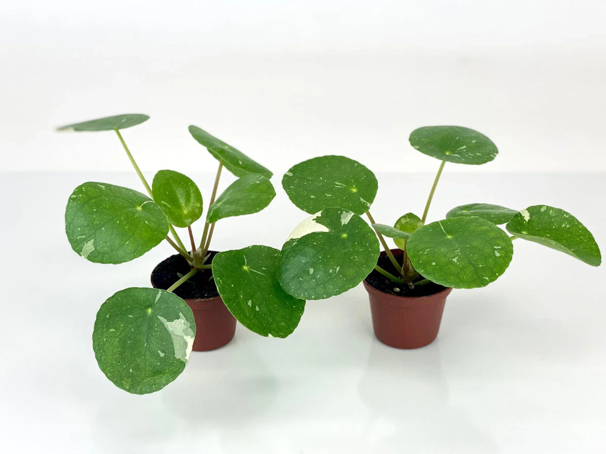 Variegated Pilea Peperomioides 'White Splash' Starter Plants - 2" Pots