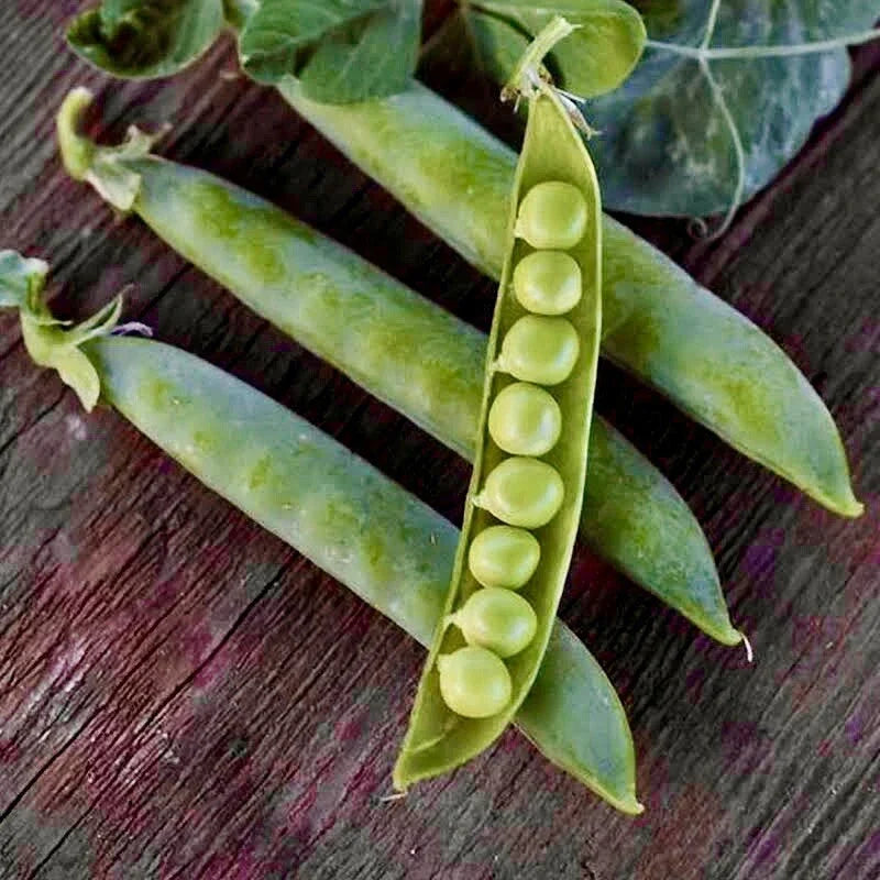 Green Arrow English Pea Seeds – Non-GMO, Pod Variety, Pisum sativum, 30 Seeds for Garden Vegetables