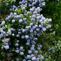 Skyland Lilac Seeds - 25 Perennial Syringa vulgaris 'Skyland' Purple Fragrant Flowers for Garden Beds