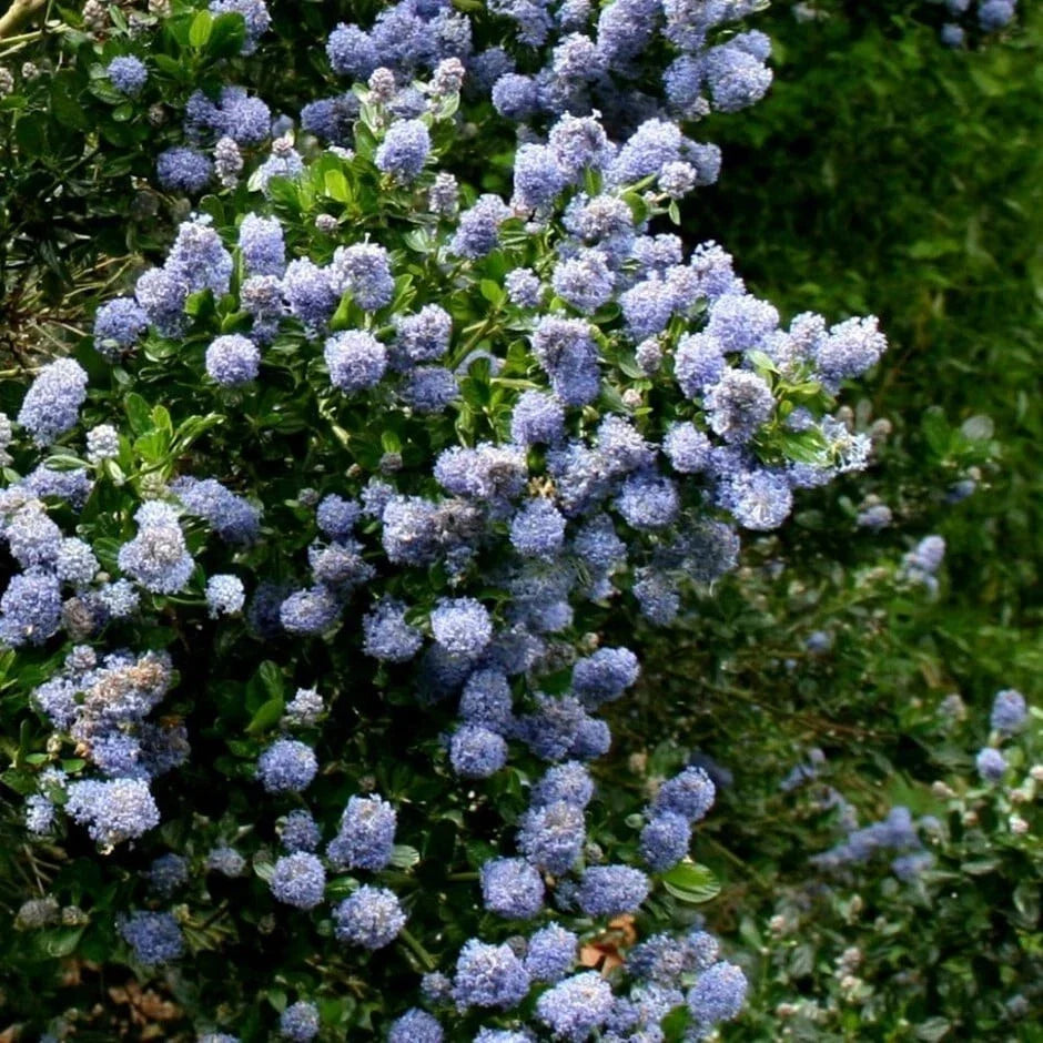 Skyland Lilac Seeds - 25 Perennial Syringa vulgaris 'Skyland' Purple Fragrant Flowers for Garden Beds