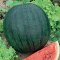 Sugar Baby Watermelon Seeds - 200 Heirloom Non-GMO Citrullus lanatus for Home Garden, Container, Small Space Cultivation