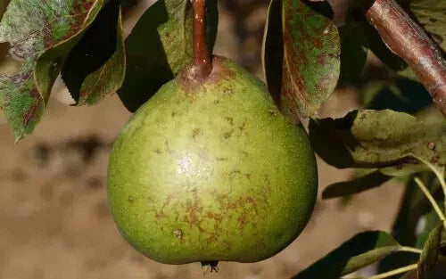 Old Home Pear Seeds – 25+ Pyrus communis Fruit Tree Seeds for Garden Planting, Juicy Pears, USA Grown