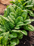 Bloomsdale Spinach Seeds - Organic Heirloom Non-GMO Seed Packet for Home Gardening - Spinacia oleracea