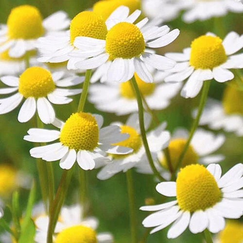 Roman Chamomile Seeds - 2,000 Heirloom Non-GMO Chamaemelum nobile Herbal Garden Plant