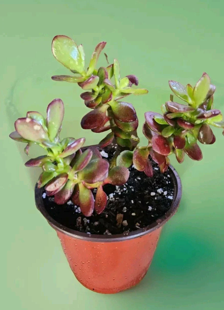 Jade Plant Bare Root - Crassula Ovata Succulent from Central Coast California