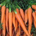 Danvers Carrot Seeds 1000+ Non-GMO Heirloom Root Vegetable Seeds for Home Garden