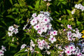 White Admiral Phlox Seeds - 100+ Non-GMO Garden Flower Seeds for Borders & Containers - Phlox paniculata