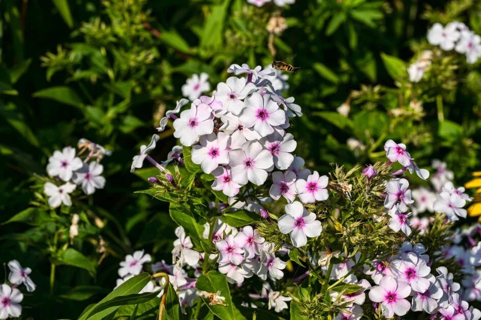 White Admiral Phlox Seeds - 100+ Non-GMO Garden Flower Seeds for Borders & Containers - Phlox paniculata