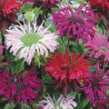 Bee Balm Seeds - Monarda Panorama Mix, Perennial Herb for Pollinators, 25 Seeds