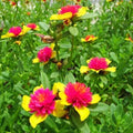 Hot Pink and Yellow Purslane Cuttings - 6 Easy to Grow Portulaca oleracea for Gardens & Containers