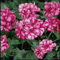 Burgundy Ice Ivy Leaf Geranium Seeds - Pelargonium peltatum, 25+ Premium Pack for Garden, Containers & Hanging Baskets