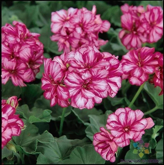 Burgundy Ice Ivy Leaf Geranium Seeds - Pelargonium peltatum, 25+ Premium Pack for Garden, Containers & Hanging Baskets