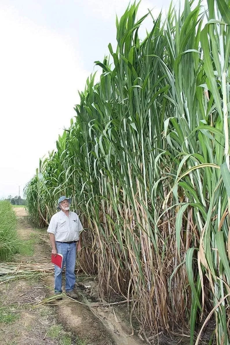 Bulk Elephant Grass Seeds 1 lb, Fast-Growing Perennial Pennisetum purpureum for Landscaping & Forage