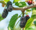 Black Mulberry Tree Seeds – Organic Heirloom Morus nigra, 30+ Fresh USA Grown Seeds for Home Gardening & Orchard Planting