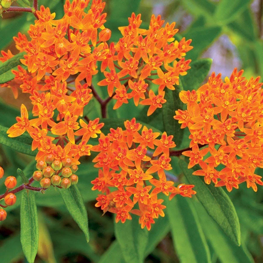 Butterfly Weed Seeds - Orange Milkweed, Pleurisy Root, Pollinator Friendly, Asclepias tuberosa, Perennial, Full Sun