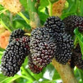 Dwarf Mulberry Tree Starter Plants, Everbearing Morus nigra, Edible Fruit, Cold Hardy, Bare Root, 5 Pack