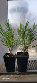 Lavender Grosso Live Plants - 2 Well Rooted Aromatic Herb Plants in 3" Pots