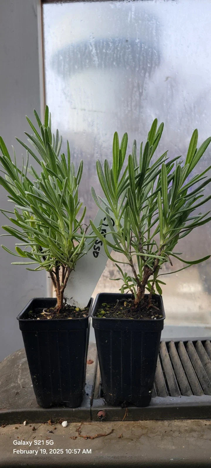 Lavender Grosso Live Plants - 2 Well Rooted Aromatic Herb Plants in 3" Pots