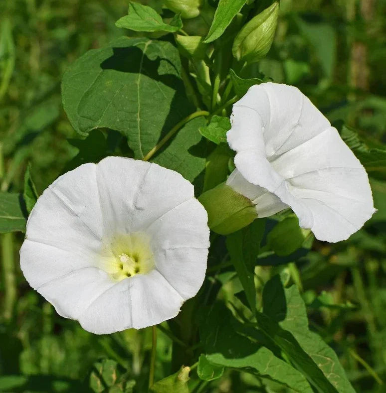 Moonflower Seeds Pack - Ipomoea alba Climbing Vine, Fragrant Night Blooms, Fast Growing, 25+ Seeds for Garden, Trellis & Fence