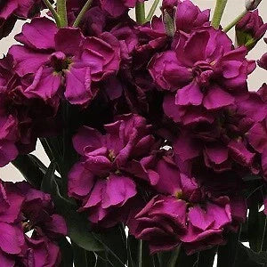Stock Katz Purple Seeds - 500 Count, Matthiola incana, Purple Annual Flowers for Borders & Cuttings