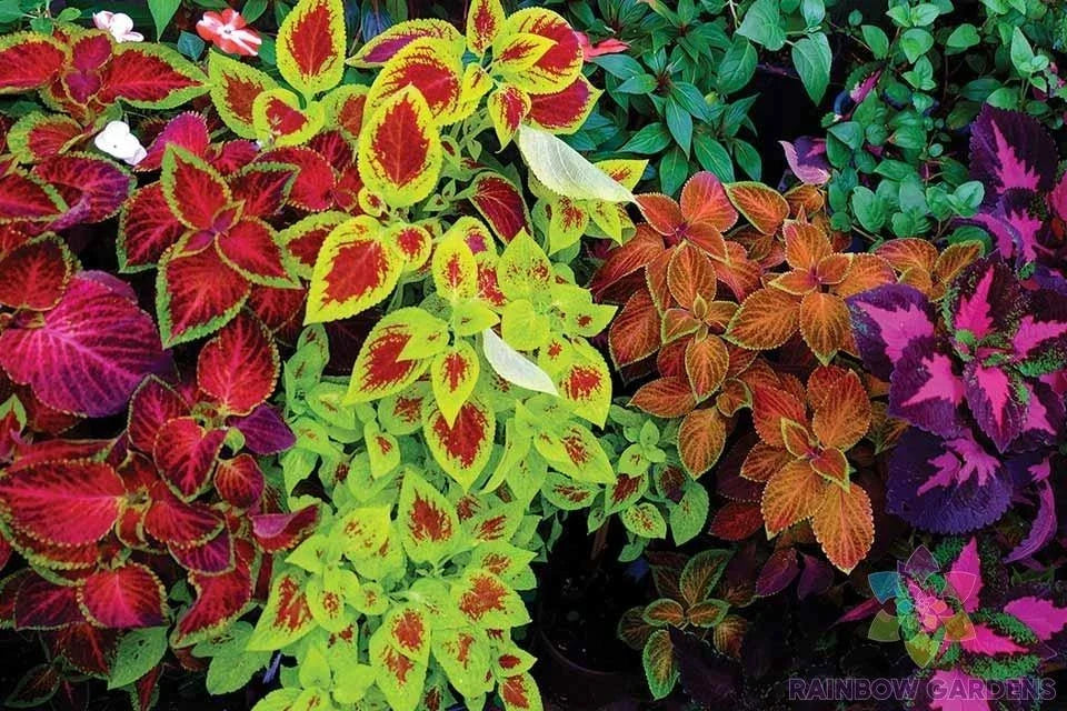 Mixed Coleus Seeds Pack - Colorful Foliage, Easy to Grow, Plectranthus scutellarioides, Garden Planting, 25+ Varieties