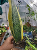 Sansevieria Plant - Well-Rooted Mother-in-Law's Tongue in 6-Inch Pot - Sansevieria trifasciata Indoor Houseplant