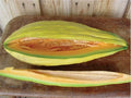 Heirloom Banana Melon Seeds – Cucumis melo, Sweet Musk, Rare Variety, 20-100 Seeds for Garden, Fruit, and Home Growing
