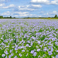 Blue Flax Seeds - Perennial Wildflower for Drought Tolerance, Native Pollinator Plant, Linum lewisii, Summer Garden Seeds