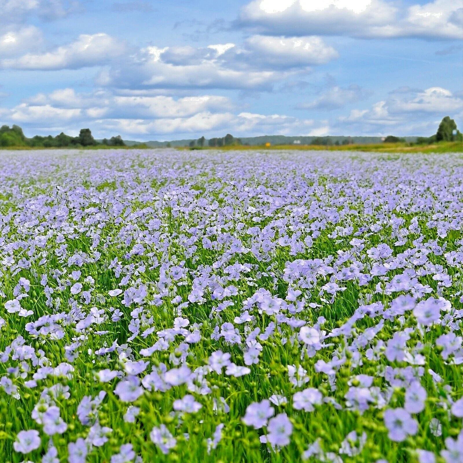 Blue Flax Seeds - Perennial Wildflower for Drought Tolerance, Native Pollinator Plant, Linum lewisii, Summer Garden Seeds