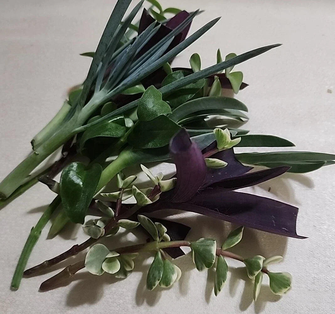 Live Plant Cuttings Set 12 PC | Mixed Varieties for Rooting | Indoor & Outdoor Gardening Supplies