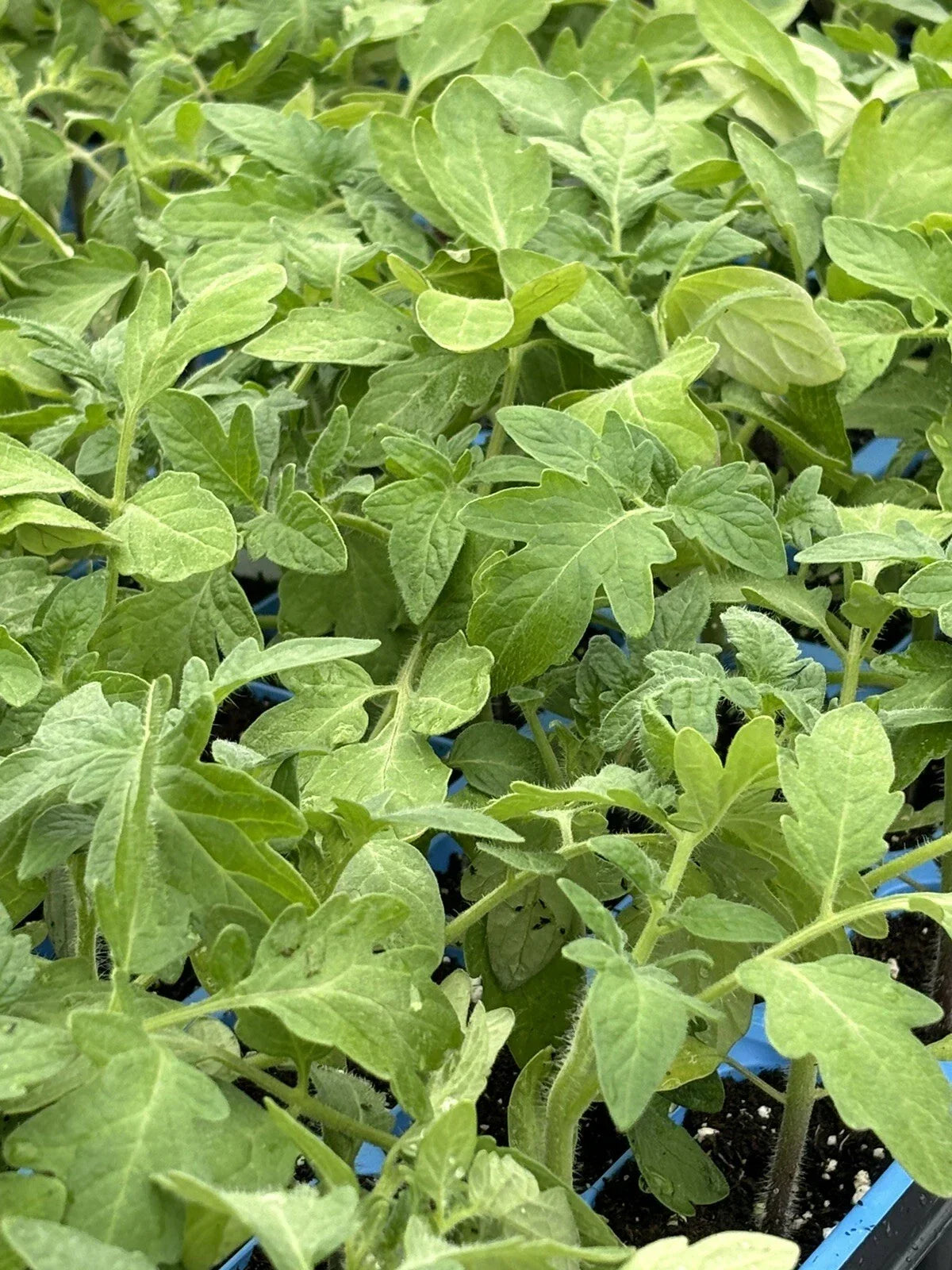 Rutgers Tomato Live Plants - Lot of 2, Heirloom Solanum lycopersicum, 6-10 Inches, Juicy, High-Yield, Easy to Grow